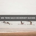 Wie Tiere komplexe Aufgaben lösen