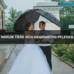 Wie Tiere lernen, geduldig zu sein