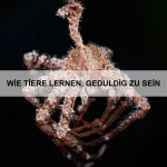 Warum Tiere sich gegenseitig pflegen