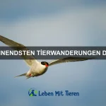 Wie Tiere Erinnerungen speichern