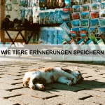 Die spannendsten Tierwanderungen der Welt