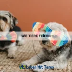 Wie Tiere sich gegenseitig verzeihen