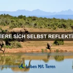 Wie Tiere sich gegenseitig stärken