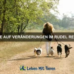 Wie Tiere Entscheidungen gemeinsam treffen