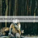 Wie Tiere auf Veränderungen im Rudel reagieren