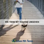 Wie Tiere in Teams arbeiten