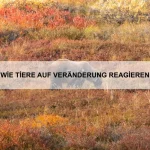 Wie Tiere Verbindungen knüpfen