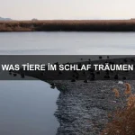 Wie Tiere anderen Tieren helfen
