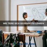 Wie Tiere mit Stille umgehen
