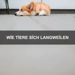 Welche Tiere am besten klettern können