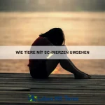 Wie Tiere sich gegenseitig helfen