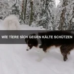 Warum Tiere bestimmte Geräusche meiden
