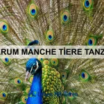 Warum manche Tiere extrem alt werden
