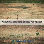 Wie Tiere Trauer erleben