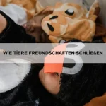 Wie Tiere Beziehungen pflegen