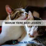 Wie Tiere durch Bewegung kommunizieren