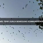 Warum Tiere sich lecken