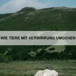 Wie Tiere Wissen speichern