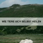 Wie Tiere mit Verwirrung umgehen
