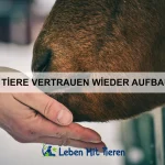 Welche Tiere am besten hören können