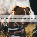 Wie Tiere sich in ungewohnter Umgebung orientieren