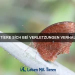 Wie Tiere bei Gefahr warnen