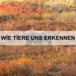Wie Tiere bei Gefahr warnen