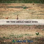 Wie Tiere über Generationen lernen