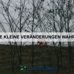 Wie Tiere sich an Geräusche erinnern