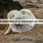 Wie Tiere auf Lob reagieren