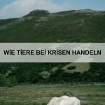Wie Tiere mit Unsichtbarem umgehen